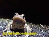 /home//u458753944/public_html/sourcegallery/////////////Roxborough Toad Detour/2021/2021-03-28/P3280100.JPG